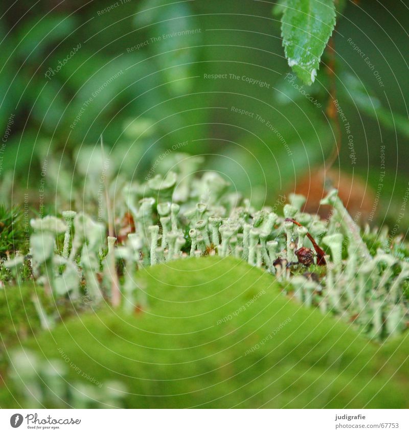moss Moss Algae Funnel Trumpet Green Leaf Wet Damp Fairy tale Small Summer Lichen Bond Life Nature elfin land