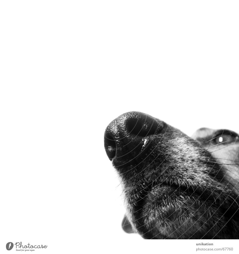 Always after the nose ... Dog Snout Odor Black White Testing & Control Pelt Watchfulness Isolated Image Nose Black & white photo Macro (Extreme close-up)