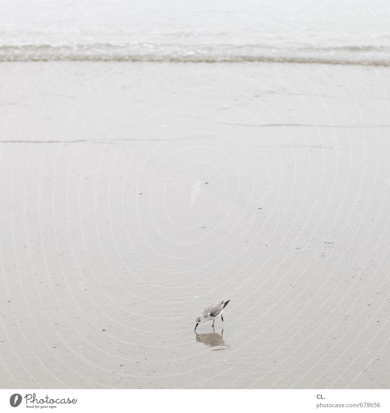 tjick Vacation & Travel Beach Ocean Island Waves Environment Nature Landscape Water Coast North Sea Animal Bird sanderling waderbird Beak 1 Small Foraging
