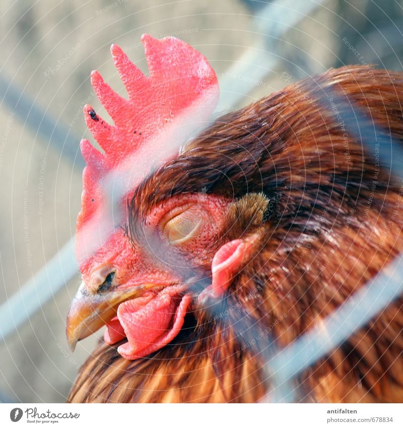 imprisoned Nature Spring Summer Animal Farm animal Animal face Petting zoo Rooster Cockscomb Beak Feather Eyes 1 Fence Sleep Natural Brown Gray Red