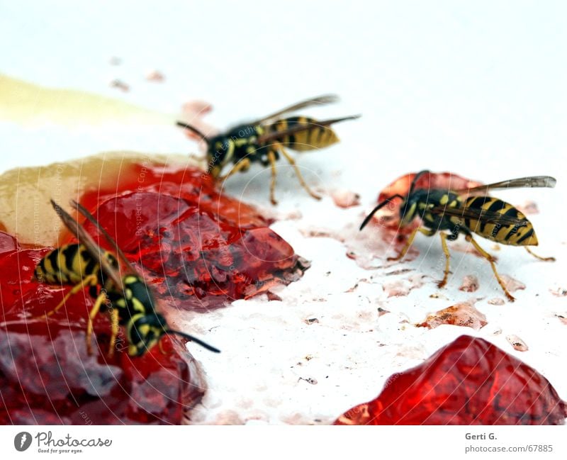 HURRA we're still alive! Wasps Insect Pierce Wasps' nest Jam Plate Red White Striped Animal bee sting washed Honey-comb wasp plague Wing Spine Nutrition