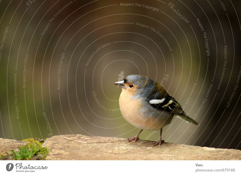 Who are you calling cute? Nature Animal Moss Wild animal Bird Chaffinch 1 Observe Small Curiosity Cute Round Yellow Colour photo Multicoloured Exterior shot