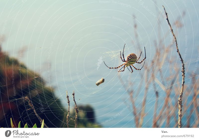 The tiny little spider... Nature Animal Autumn Plant Twig Coast Ocean Wild animal Spider Spider's web 1 Small Warmth Blue Prey Colour photo Subdued colour