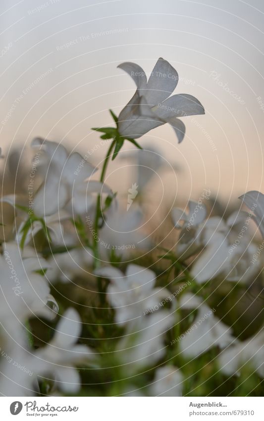 florid Flower Blossom Emotions Contentment Success Beautiful Goodness Caution Life Wisdom Purity Hope Wanderlust Attachment Evening Twilight Sunrise Sunset