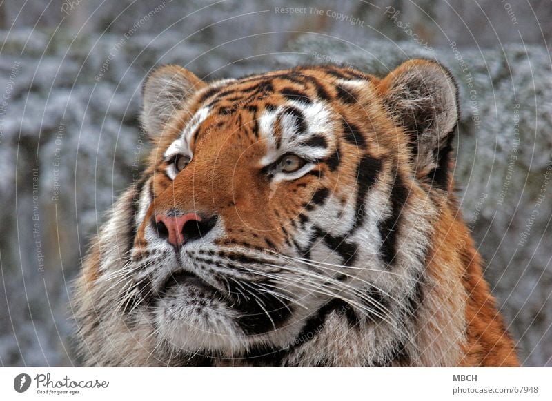 Fascinated Tiger Animal Cat Big cat Black White Pelt Pattern Stripe Orange Observe Looking Ear Eyes Nose Snow Wild animal