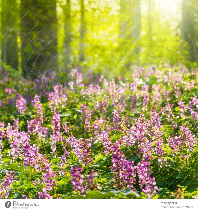 spring sunrays Environment Nature Plant Spring Beautiful weather Tree Flower Blossom Wild plant corydalis Flowering plant Forest Breathe Blossoming Fragrance