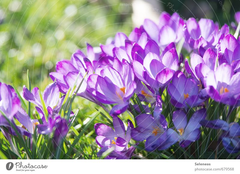 closed society Environment Nature Plant Spring Beautiful weather Flower Grass Leaf Blossom Crocus Garden Park Meadow Blossoming Violet Spring flower