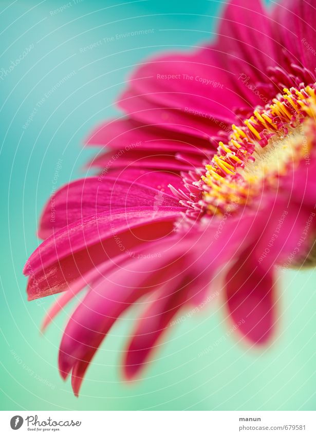 PINk Mother's Day Birthday Nature Spring Summer Flower Blossom Gerbera Spring colours Bouquet Pink Turquoise Spring fever Colour photo Deserted