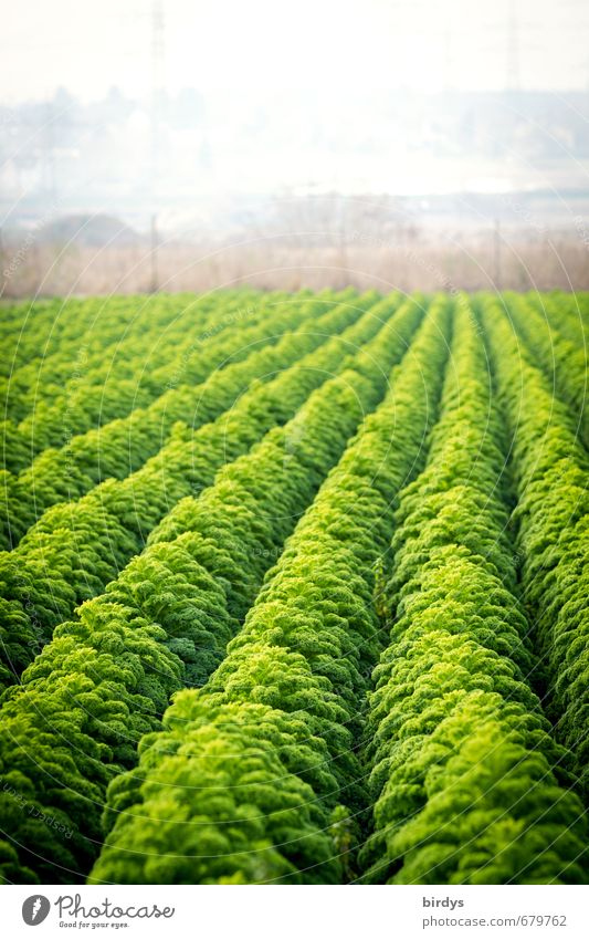 curly kale Kale Nutrition Agriculture Market garden Foliage plant Agricultural crop Field Growth Esthetic Fragrance Sustainability Green Luxury Many Row