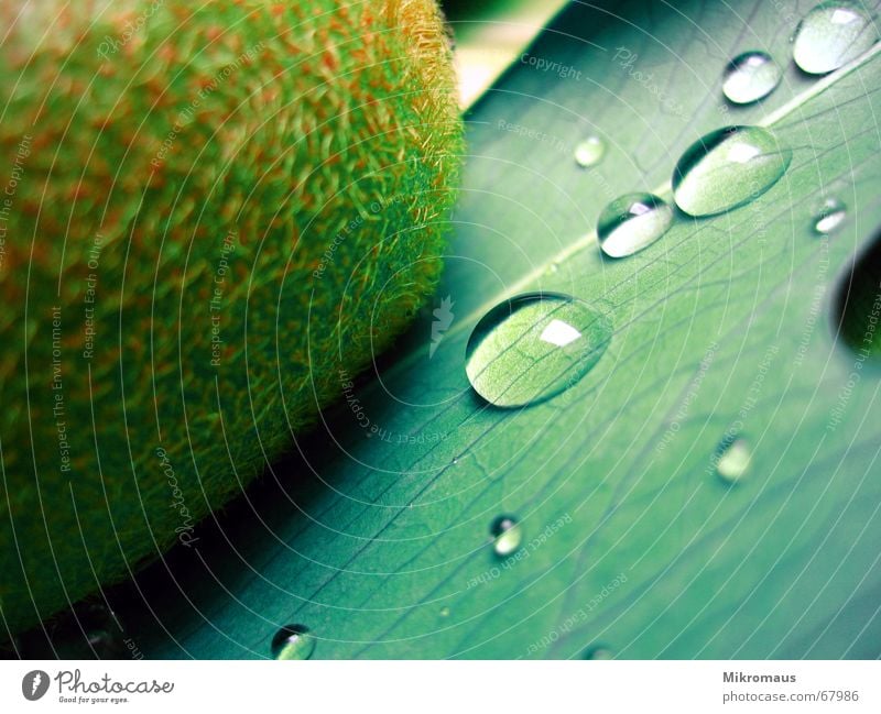 the penultimate Kiwifruit Fruit Nutrition Wellness Healthy Drops of water Tears Water Drinking water Rain Wet Green Plant Rachis Vessel Food
