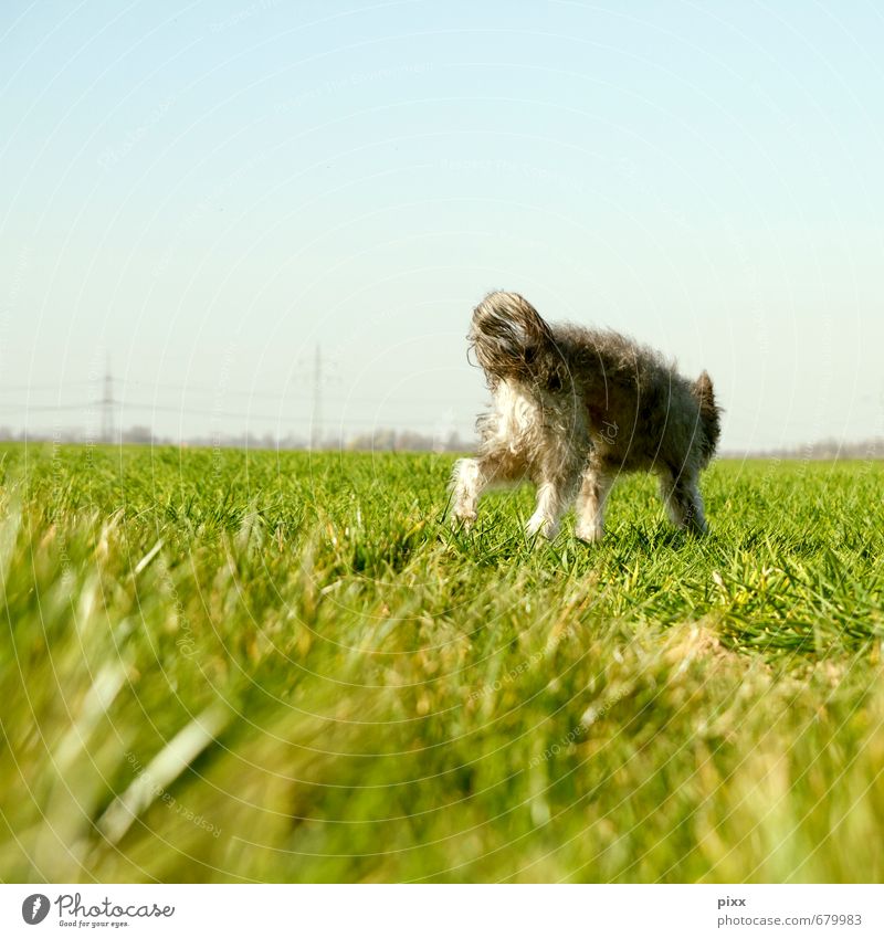 (s)chiller, I'm out of here. Freedom Sun Plant Sky Cloudless sky Beautiful weather Grass Foliage plant Meadow Field Gray-haired Curl Pet Dog 1 Animal Discover