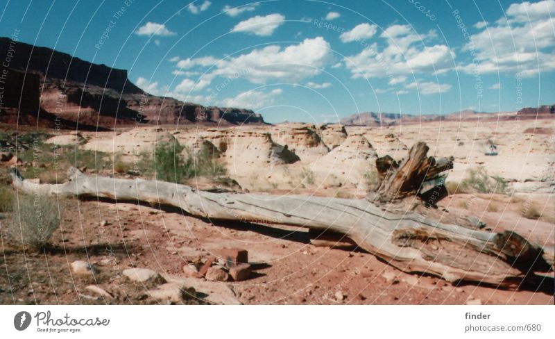 tree Tree Steppe Grass Sand Sky Rock Mountain