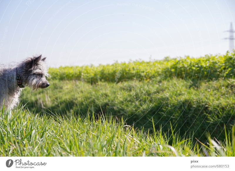 (s)chiller. I see what you don't see. Hunting Trip Nature Plant Cloudless sky Sun Sunlight Beautiful weather Grass Meadow Field Deserted Animal Pet Dog