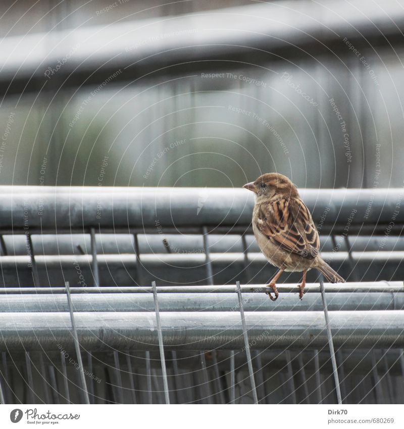 Construction fence balance Construction site Animal Town Wild animal Bird Sparrow Feminine female 1 Fence Hoarding Grating Metal Steel Line Sit Thin Cold Brown