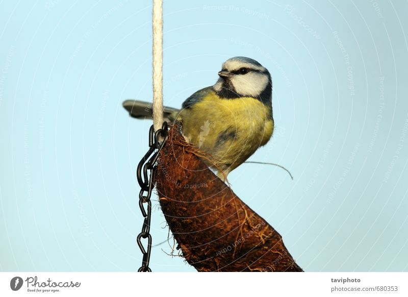 20+ Image Of Great Tit In Garden Metal Hanging Bird Feeder Stock Photos,  Pictures & Royalty-Free Images - iStock