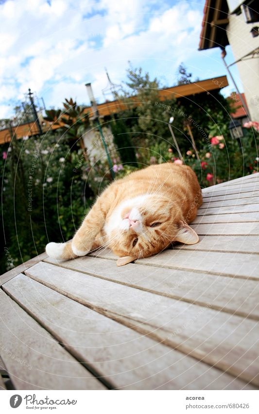 Life is beautiful Garden Animal Pet Cat 1 Wood Relaxation To enjoy Lie Love of animals Table Comfortable Colour photo Exterior shot Day Shallow depth of field