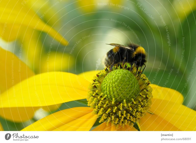Bumblebee (Bombus) Exterior shot Sprinkle Bee Flower Blossom Pollen Close-up Multicoloured Happiness Yellow Green Bumble bee Insect Crawl Light