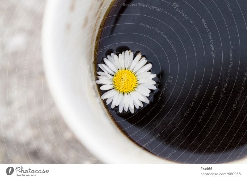 Missing place Food To have a coffee Beverage Hot drink Coffee Cup Mug Daisy coffee mug Sign coffee with flowers Observe Relaxation To enjoy Drinking Faded