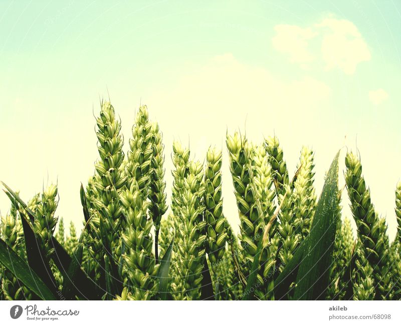 wheat ears Field Wheat Summer Yellow Green Calm Agriculture Relaxation Sky Pallid Hope Wheat ear Ear of corn Grain Blue relaxed Wind Weather Bright
