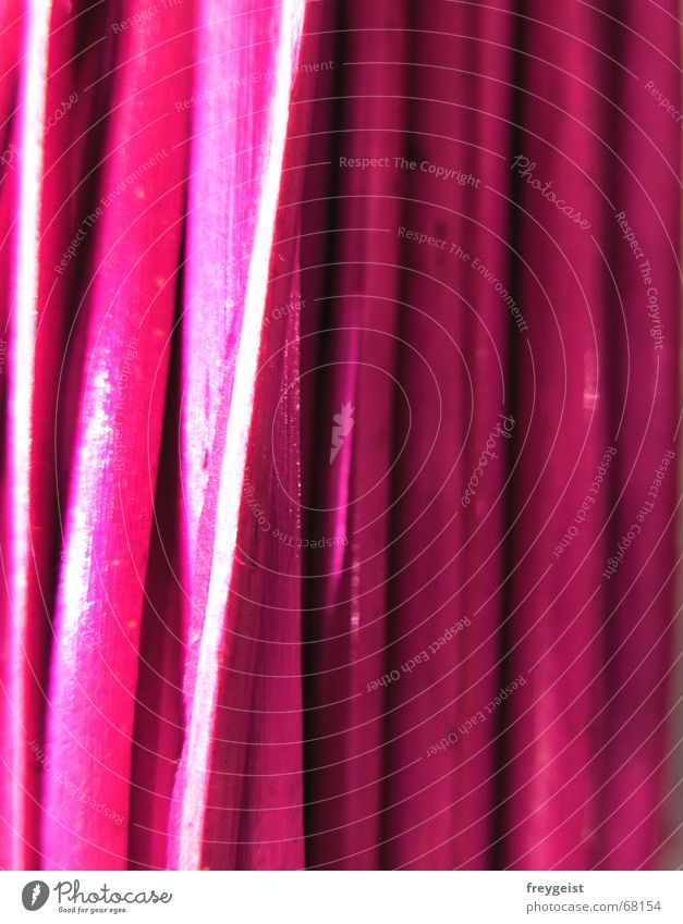 pink wood Pink Wood flour Bundle String Style Stalk Vertical Gaudy Intensive Pasture Nature Iron-pipe Macro (Extreme close-up) Colour high Tall Multicoloured