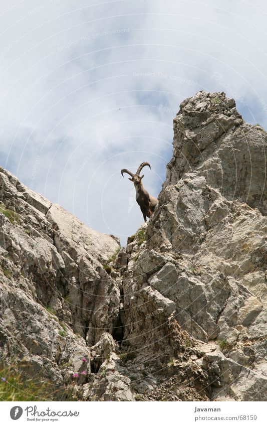 The buck. Buck Switzerland Animal Capricorn Goats Gravel Mountain