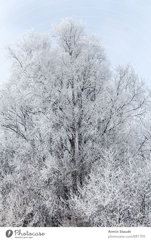 Snow-covered tree Winter Nature Sky Beautiful weather Tree Forest Fresh Cold Natural White Moody Calm Environment Colour photo Exterior shot Detail Deserted Day