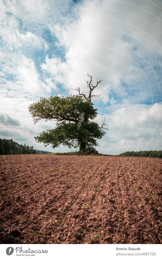 Thousand-year-old oak tree on a field Hiking Nature Landscape Earth Sky Spring Beautiful weather Wind Tree Oak tree Field Old Dark Far-off places Large Historic