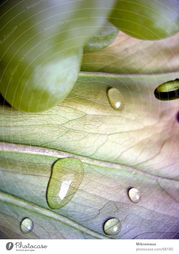 grapes Bunch of grapes Leaf Water Drinking water Drops of water Tears Dew Rain Nature Plant Rachis Vessel Green Yellow Blue Wet Damp Detail