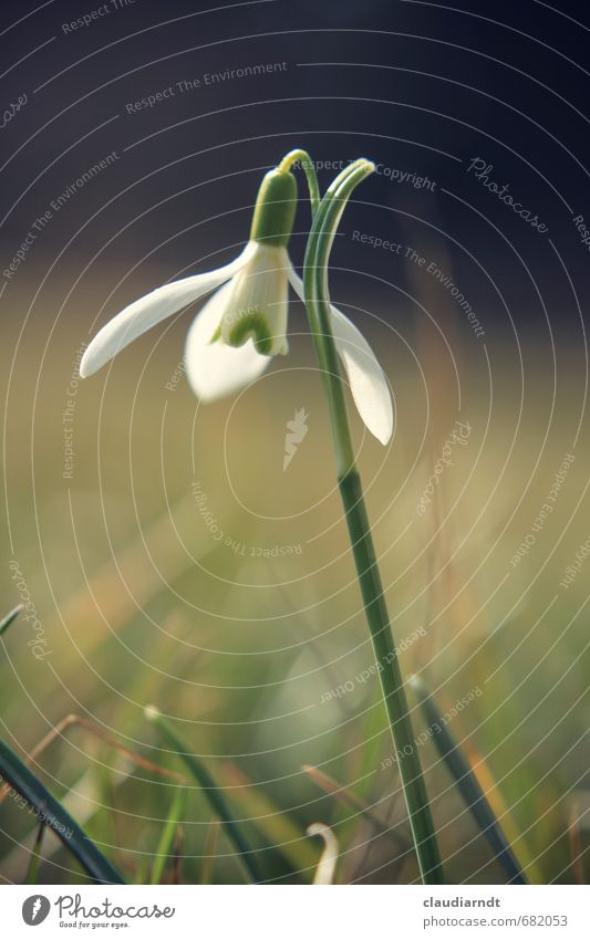 Galanthus Nature Plant Spring Flower Leaf Blossom Snowdrop Garden Meadow Blossoming Growth Beautiful Green White Light green Spring flowering plant Colour photo