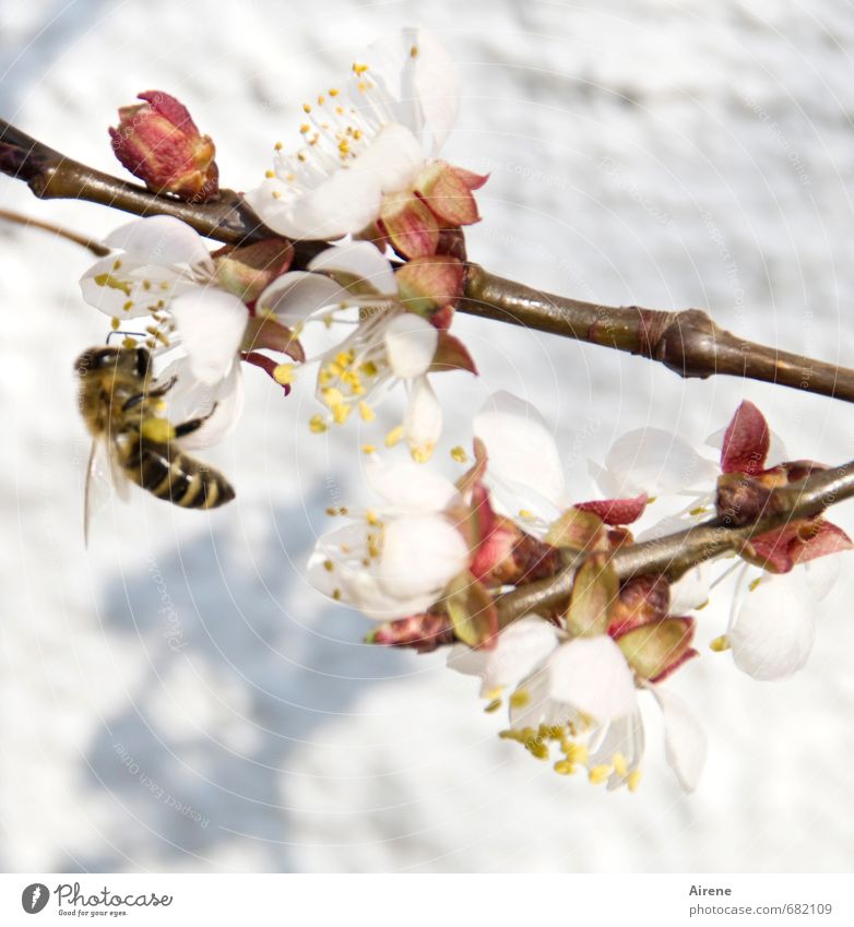 hardworking, hardworking Plant Blossom Twig apricot blossom Fruit trees tree blossom Animal Farm animal Bee 1 Work and employment Blossoming Fragrance Flying