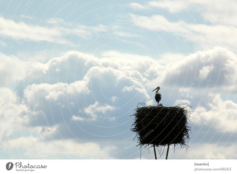 wanderlust Far-off places Back-light Offspring Nest Calm Black Stork Longing Eyrie Animal Bird White Clouds Sky Evening Dusk Blue Looking Free Peaceful