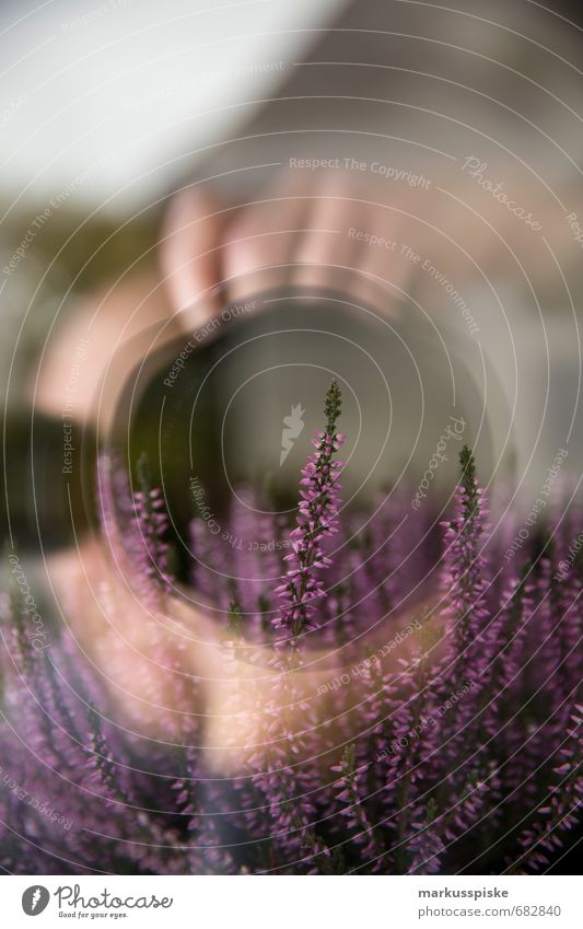 lavender Camera Objective Human being Masculine Man Adults Hand Plant Animal narrow-leaved Lavender lavandula Flower Bud Leaf House (Residential Structure)