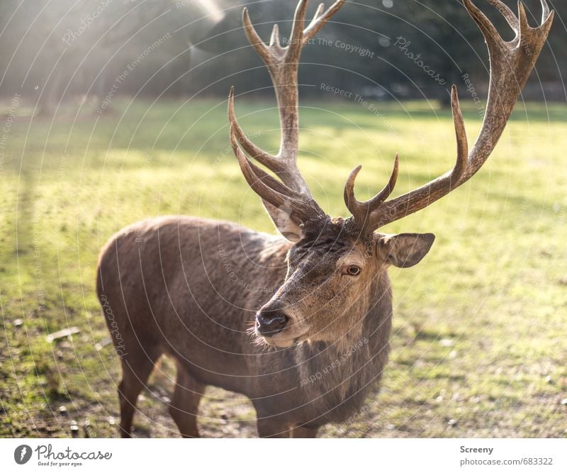 bucking... Nature Plant Grass Meadow Forest Wild animal Deer 1 Animal Antlers Brown Green Watchfulness Calm Self Control Eyes Buck Observe Game park