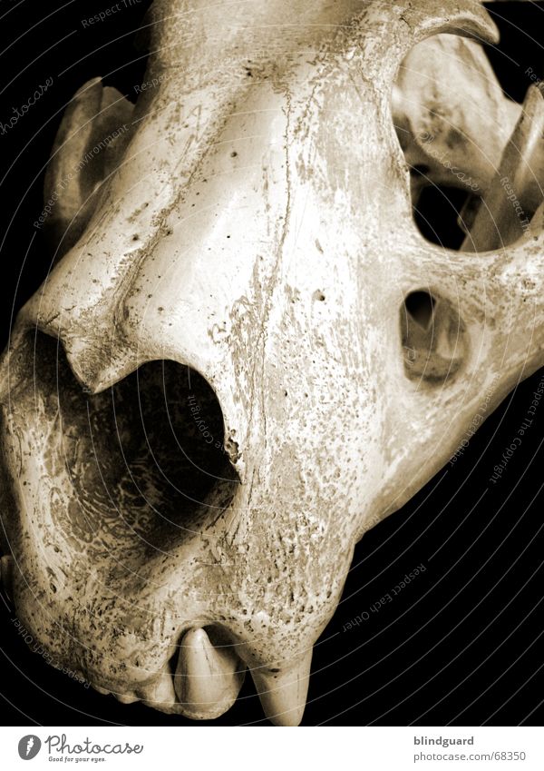 Skull of the Tiger Skeleton Extinct Death Fang Set of teeth Animal skull Dark background Dead animal Section of image Partially visible