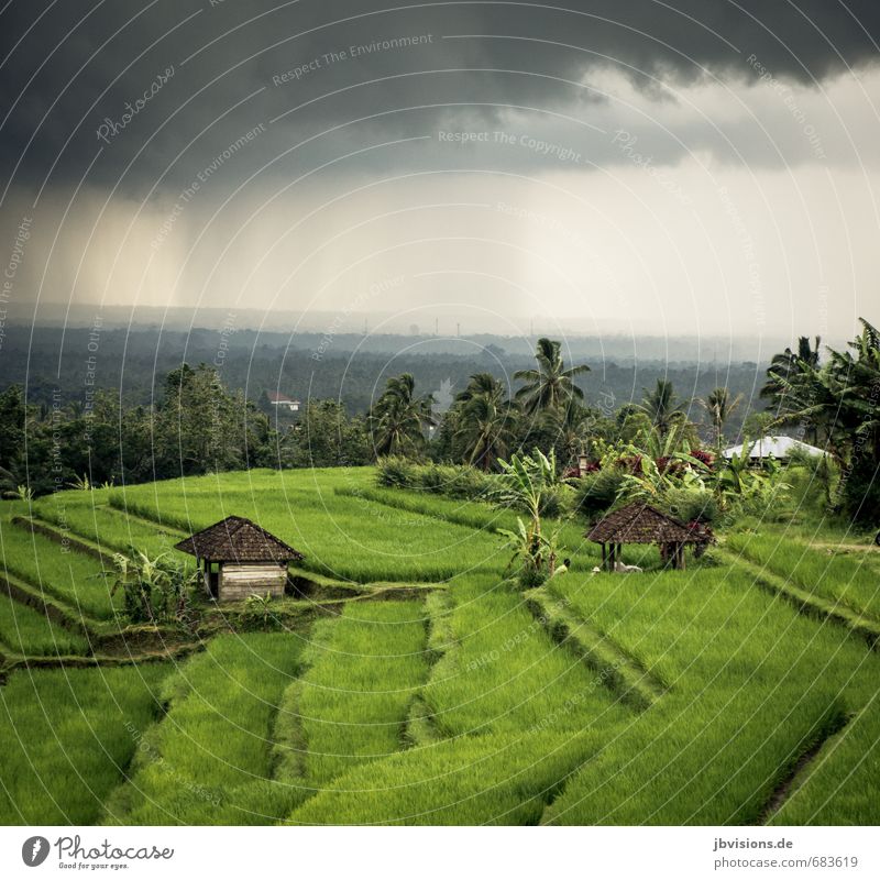 freshly cast Nature Landscape Sky Clouds Rain Plant Agricultural crop Rice Paddy field House (Residential Structure) Hut Gray Green Far-off places Terrace