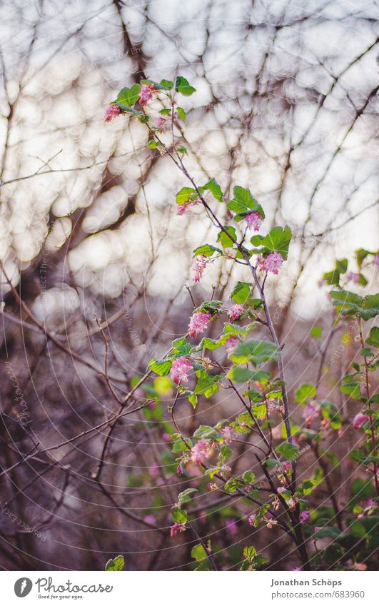 pink frippery Environment Nature Plant Tree Flower Bushes Leaf Blossom Foliage plant Wild plant Park Esthetic Emotions Happiness Contentment Life Bud