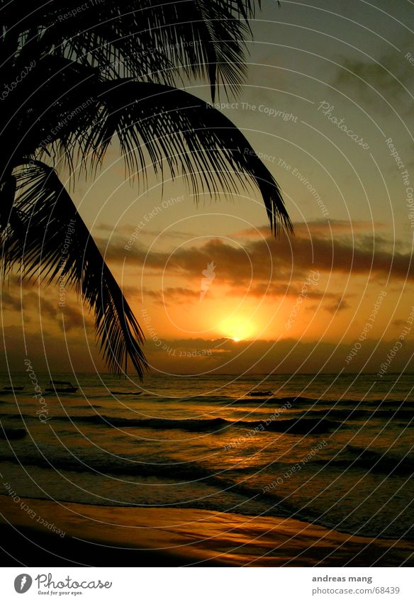 A New Day Begins Palm tree Ocean Sunset Dusk Waves Relaxation Morning Watercraft Clouds Leaf Stairs sunrise sea Lie Evening wave chill Dawn boat boats cloud
