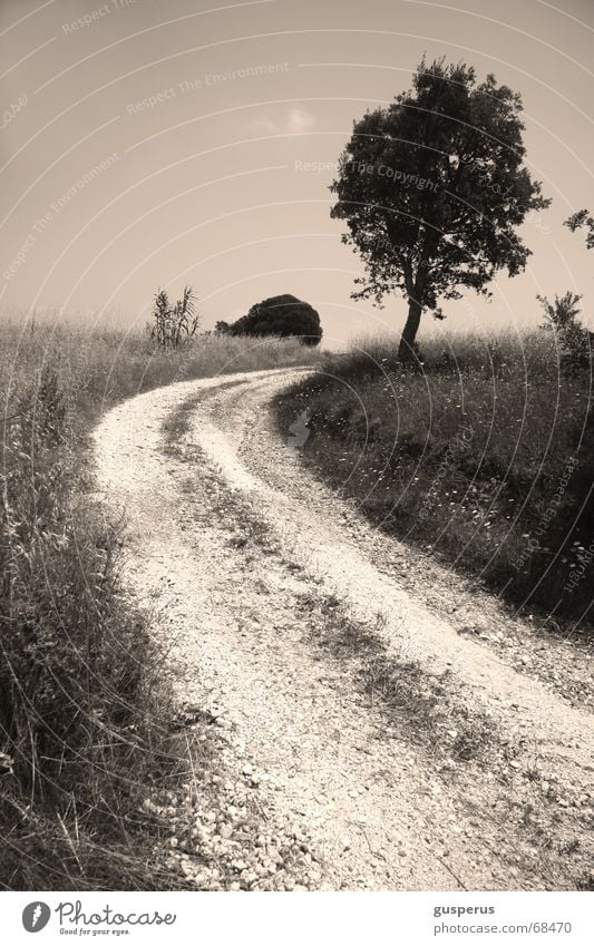 from [WAY] loose Tree Grass Gray Field Horizon Picture book Lanes & trails landscape B/W Nature arduous way Road to nowhere outgrow the horizon feeder alley