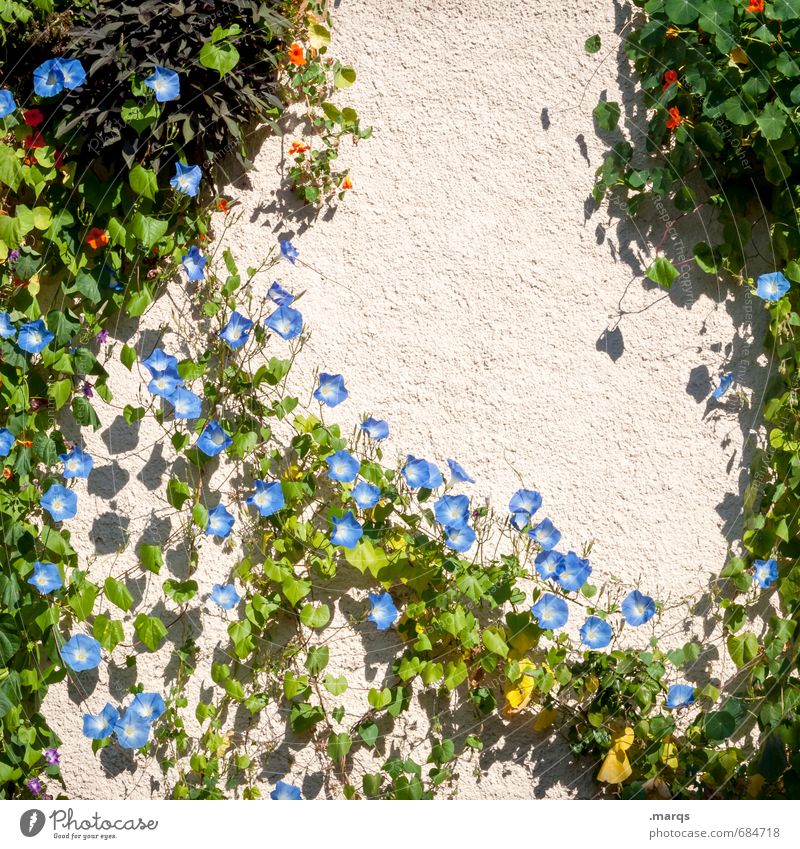 tendrils Living or residing Nature Summer Beautiful weather Flower Bushes Wall (barrier) Wall (building) Blossoming Growth Tendril Colour photo Exterior shot