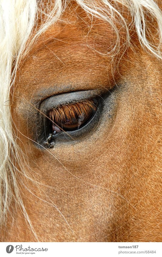 humans in animals Horse Mane Eyes Looking Snapshot