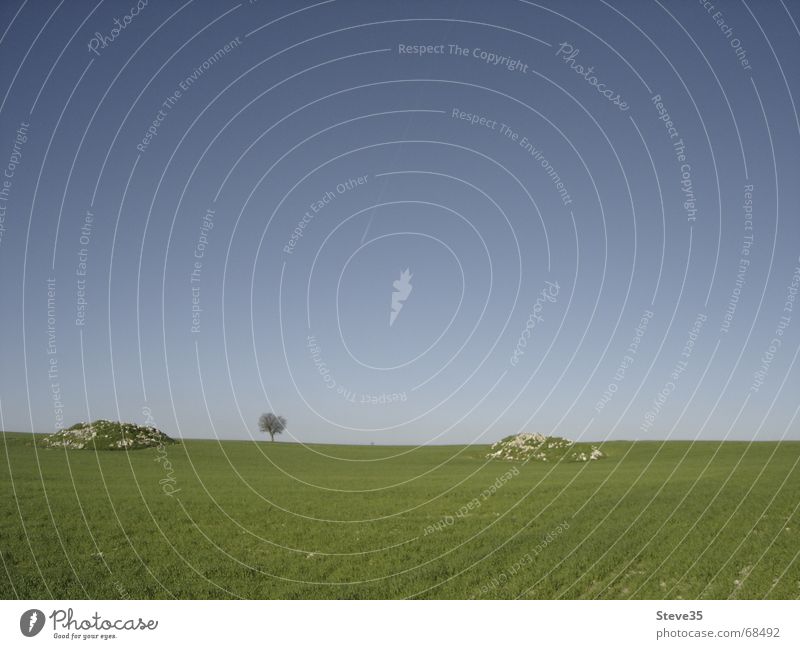 tree Field Horizon Spain Loneliness Far-off places Calm Spring castilla y león agrarian country Green idyll Way of St James Grain Stone Nature Gloomy