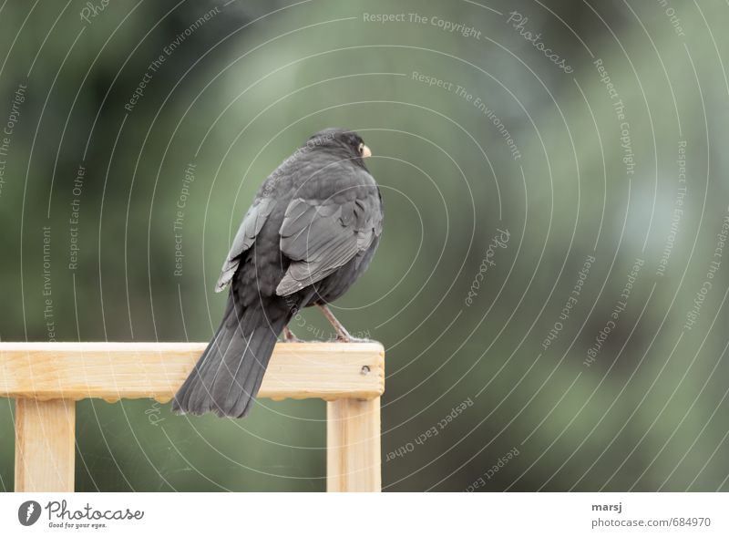 No paparazzi please. Animal Wild animal Bird Wing Blackbird 1 Observe Relaxation To hold on To enjoy Stand Wait Dark Simple Free Cold Natural Curiosity Green