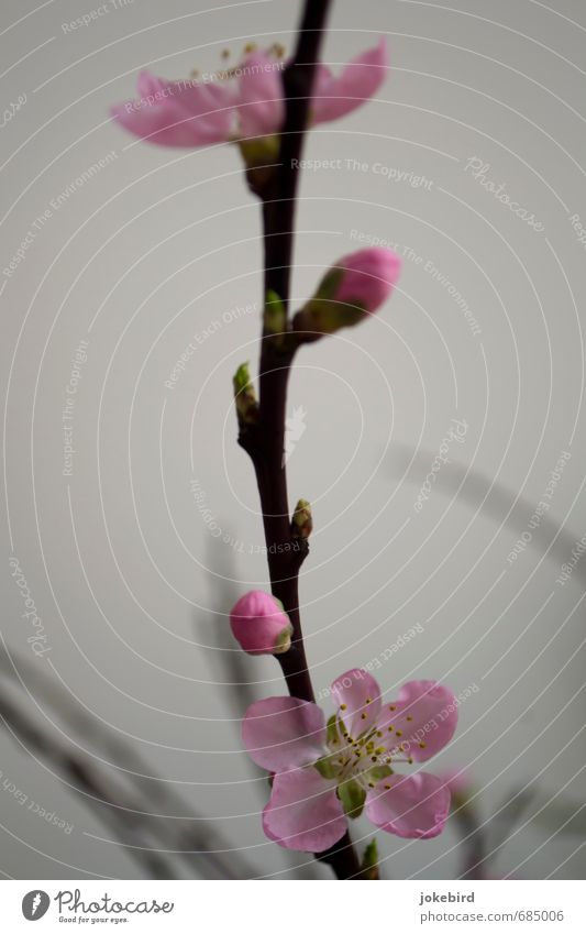 first pink Spring Blossom Peach blossom Twigs and branches Bud Leaf bud Calyx Sepal Stamen Pink Growth Colour photo Interior shot Copy Space left