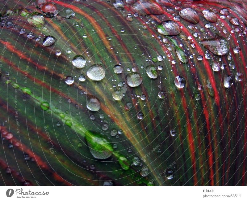 Beads on Canna Indica Plant Green Red Stripe Drops of water Rain Fresh Wet Damp Glittering Leaf Stalk Growth Botany Line Cast Nature Macro (Extreme close-up)