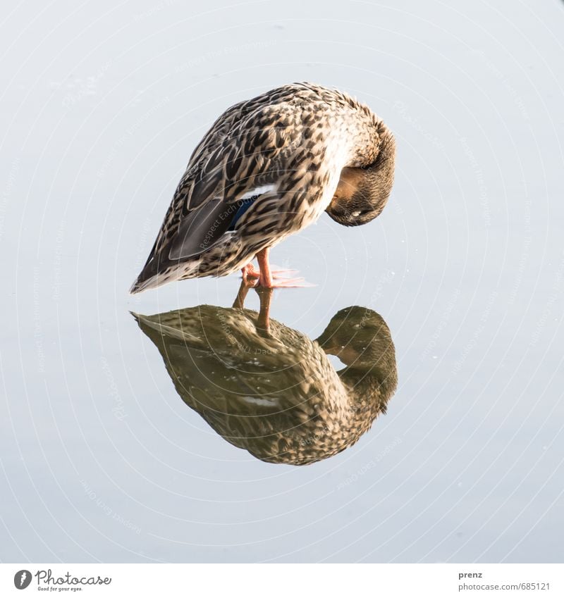 poultry Environment Nature Animal Beautiful weather Wild animal 1 Brown Gray Reflection Duck Water Colour photo Exterior shot Copy Space left Copy Space right