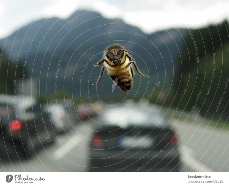 ghost pilots Bee Highway Traffic jam Windscreen Highway drifer Insect Car Mountain Flying Window pane holiday traffic