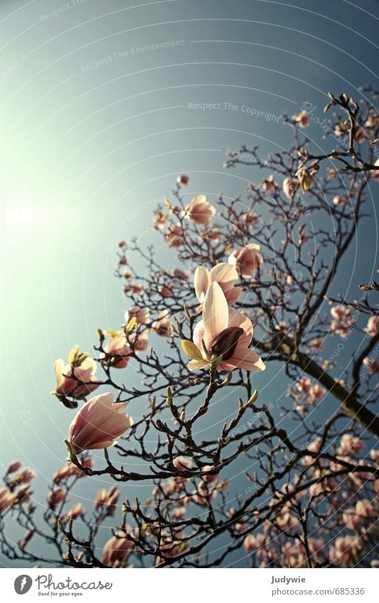 magnolia Fragrance Environment Nature Sky Sun Sunlight Spring Beautiful weather Plant Tree Flower Magnolia tree Magnolia blossom Garden Park Blossoming Growth