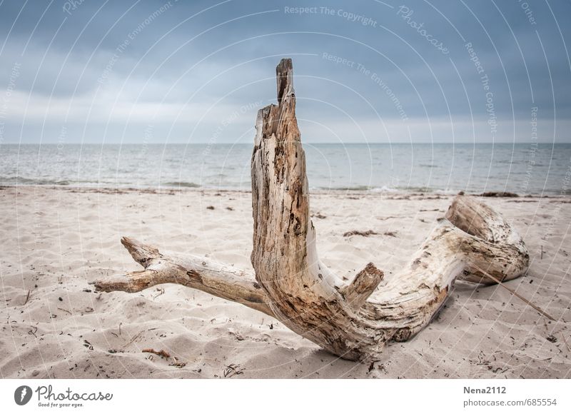 aground Environment Nature Landscape Elements Sand Air Water Sky Clouds Weather Storm Gale Thunder and lightning Coast Beach North Sea Baltic Sea Ocean Old