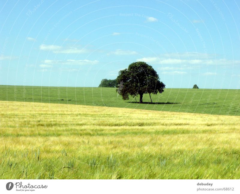 meeting place Tree Round Large Field Immature Green Yellow Far-off places Appealing Summer's day Ear of corn Maturing time Physics Vantage point Romance
