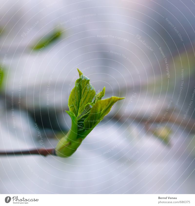 atmosphere of departure Plant Leaf Spring Beginning Growth Leaf bud Green Black Blue Blur Nature New Rachis Close-up Positive Upward Twig